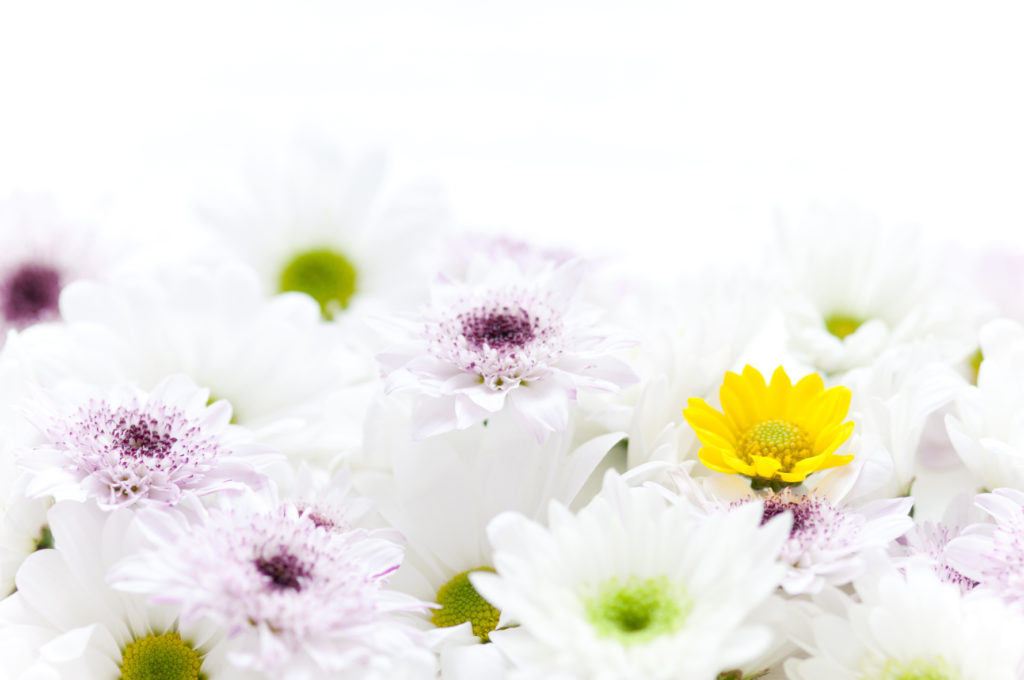 葬儀の別れ花の意味 種類 花言葉は 花入れの流れや持ち込みも解説 みんなが選んだ終活